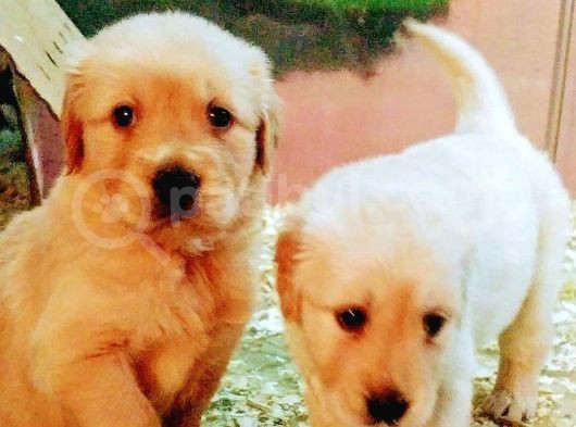 Golden Retriever Yavrular görsel