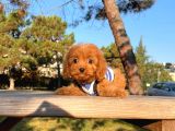 Maltipoo Sevimli Mini Boy Yavrular