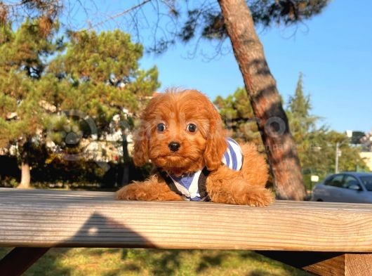 Maltipoo Sevimli Mini Boy Yavrular görsel