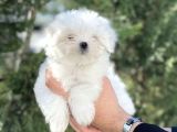 Maltese Terri̇er Yavrular