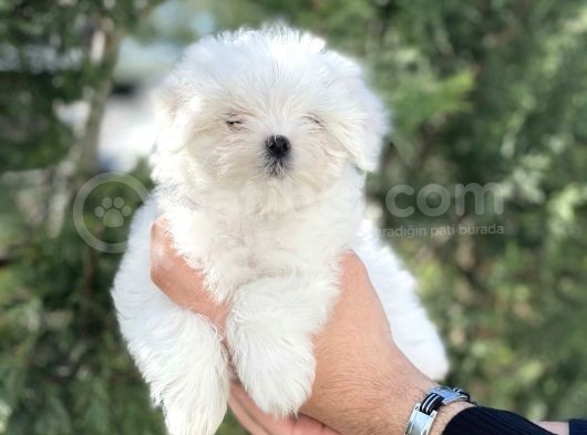 Maltese Terri̇er Yavrular