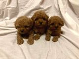 Toy Poodle Çiftliği