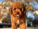Bebek Surat Toy Poodle Yavrular