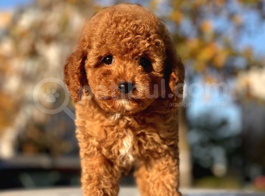 Bebek Surat Toy Poodle Yavrular