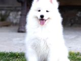 Samoyed Yavrular