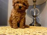 Safkan Toy Poodle Yavrularımız