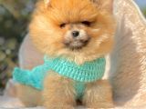 Ayıcık Surat Boo Pomeranian Yavrular