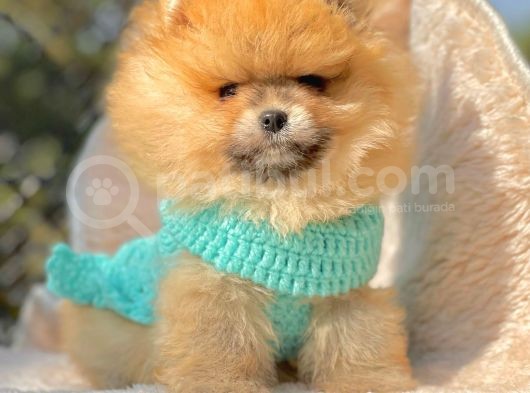 Ayıcık Surat Boo Pomeranian Yavrular