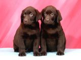 Labrador Retriewer / Choklate