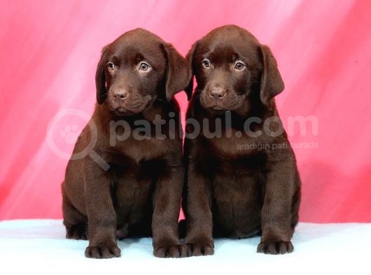 Labrador Retriewer / Choklate görsel