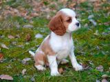 Cavali̇er King Charles Yavrular