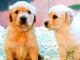 Golden Retriever Yavrular