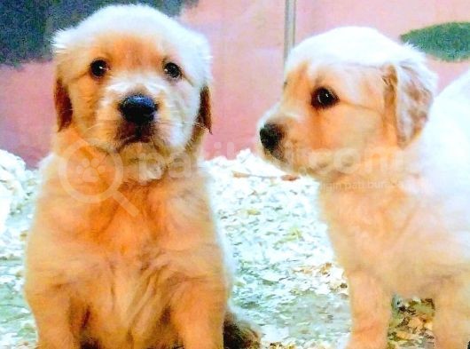 Golden Retriever Yavrular görsel