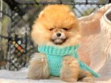 Ayıcık Surat Boo Pomeranian Yavrular