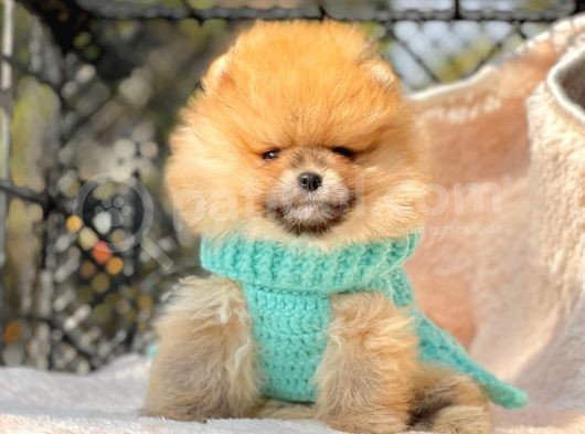 Ayıcık Surat Boo Pomeranian Yavrular görsel