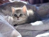 British Shorthair Silver Ns11