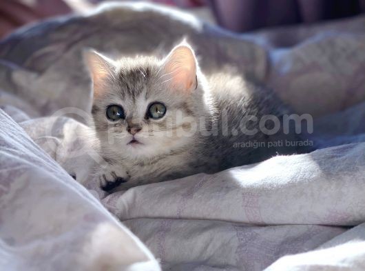 British Shorthair Silver Ns11
