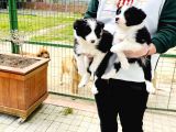 Border Collie / Teslime Hazır