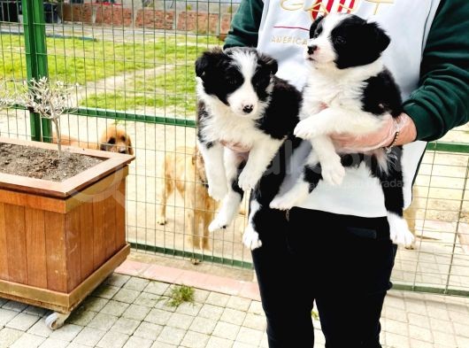 Border Collie / Teslime Hazır
