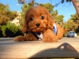 Maltipoo Sevimli Mini Boy Yavrular
