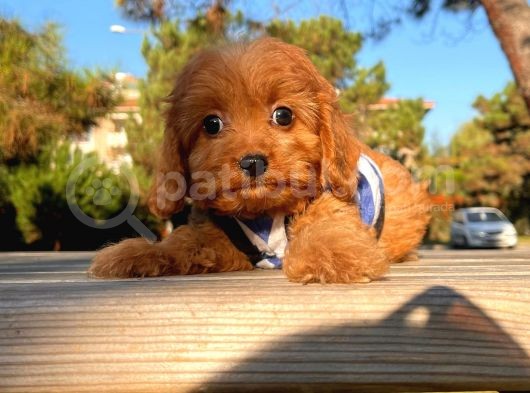 Maltipoo Sevimli Mini Boy Yavrular görsel