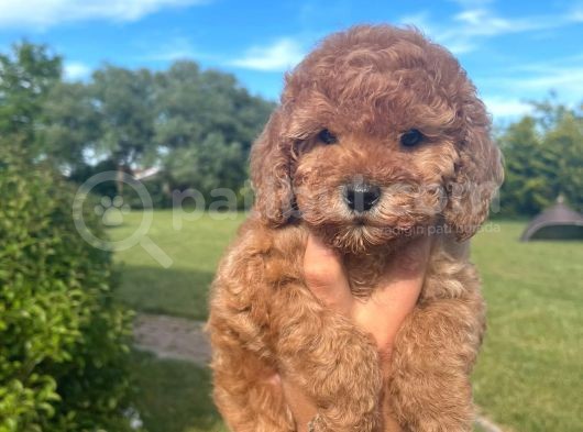 Toy Poodle Yavrular Anne Baba Görebi̇li̇rsi̇ni̇z