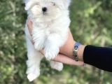 Maltese Terri̇er Yavrular