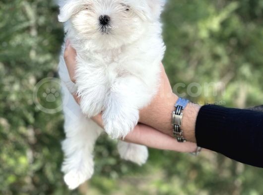 Maltese Terri̇er Yavrular görsel