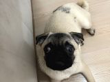 5 Aylık Erkek Pug
