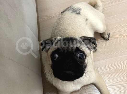 5 Aylık Erkek Pug