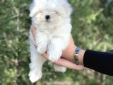 Maltese Terri̇er Yavrular