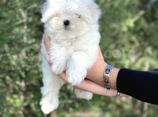 Maltese Terri̇er Yavrular görsel