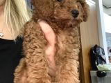 Toy Poodle