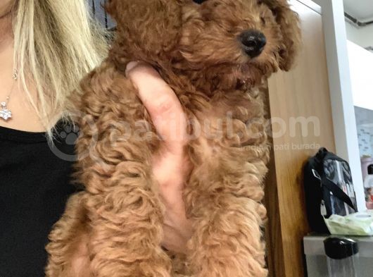 Toy Poodle görsel