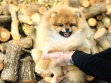 Sahibinden Pomeranian Yavrular
