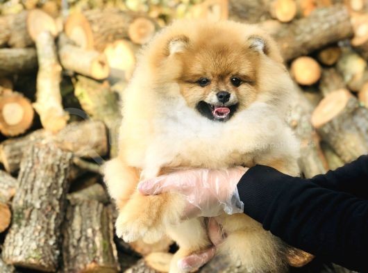 Sahibinden Pomeranian Yavrular görsel