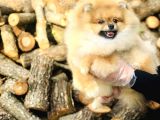 Sahibinden Pomeranian Yavrular