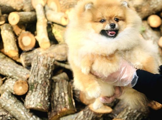 Sahibinden Pomeranian Yavrular görsel