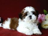 Shi̇h Tzu Yavrular