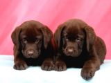 Labrador Retriewer / Choklate