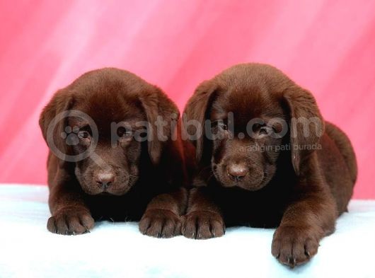 Labrador Retriewer / Choklate