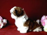 Shi̇h Tzu Yavrular