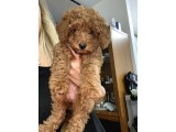 Toy Poodle