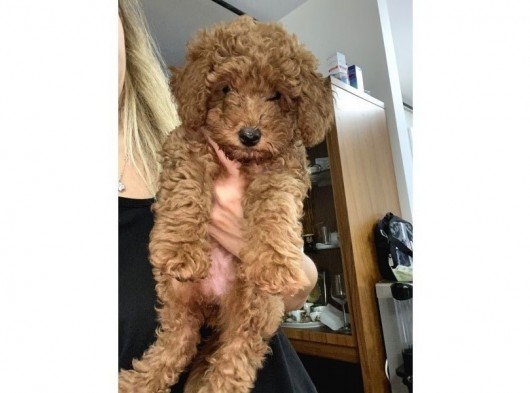 Toy Poodle