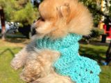 Ayıcık Surat Boo Pomeranian Yavrular