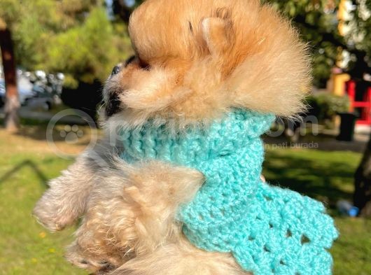 Ayıcık Surat Boo Pomeranian Yavrular görsel