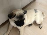 5 Aylık Erkek Pug