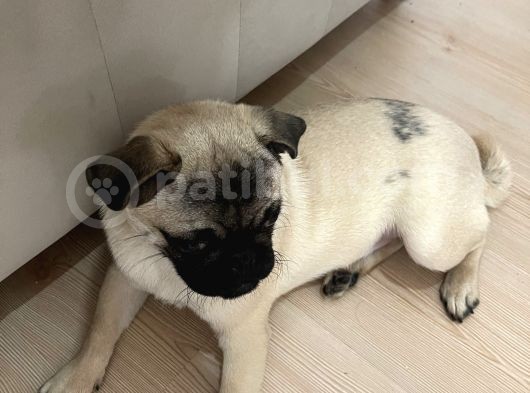 5 Aylık Erkek Pug görsel
