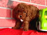 Red Brown Orjinal Toy Poodle Yavrular
