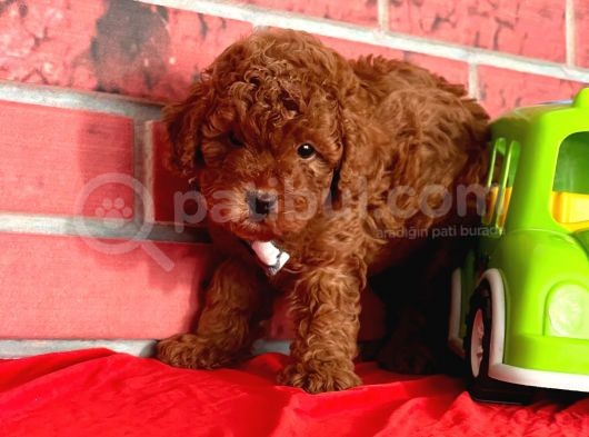 Red Brown Orjinal Toy Poodle Yavrular görsel